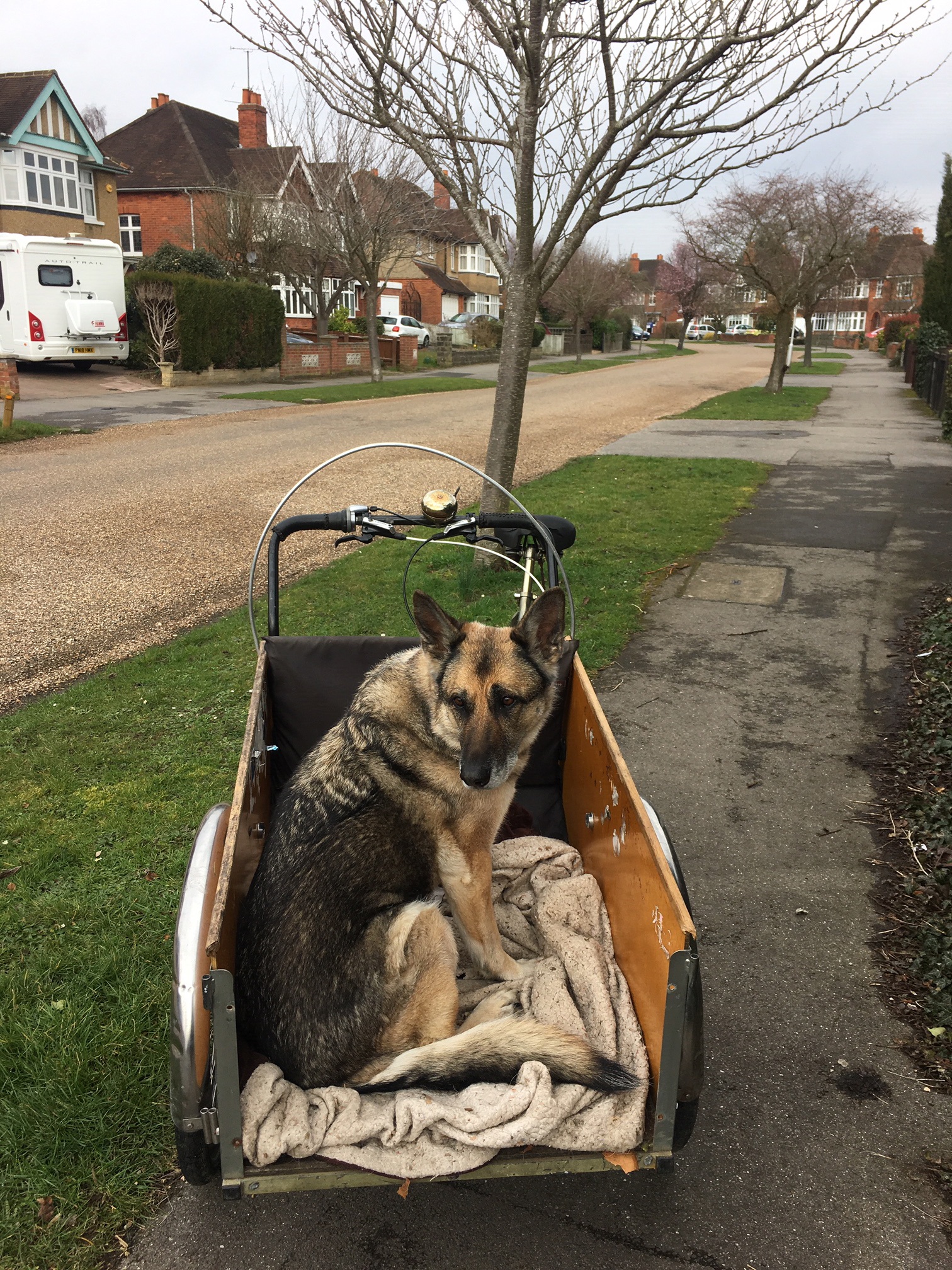 The trike with dog